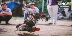 Tuyệt chiêu thắng bất bại tại đá gà casino hôm nay