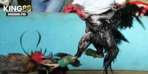 Nhận ưu đãi giá trị khi tham gia casino đá gà trực tiếp tại KING88