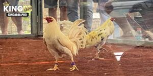 Chiến kê nổi tiếng với chuỗi thành tích đáng tự hào