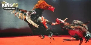 Lưu ý đến thời điểm thi đấu gà chọi
