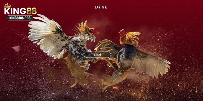 Các loại kèo cược trong đá gà Peru