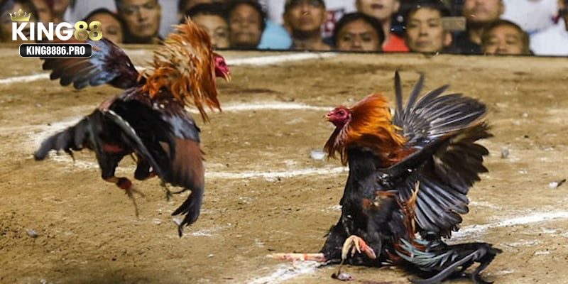 Đá gà cựa dao - Mỗi cú đá là một tuyệt kỹ chiến thắng