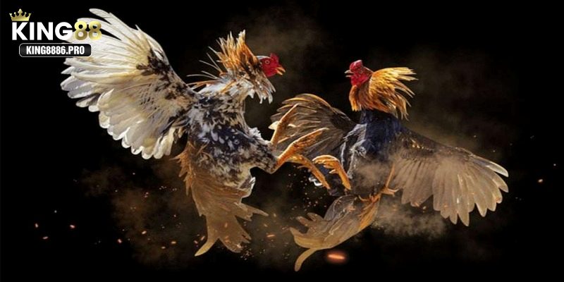 Sức hút của các trận đấu đá gà Peru